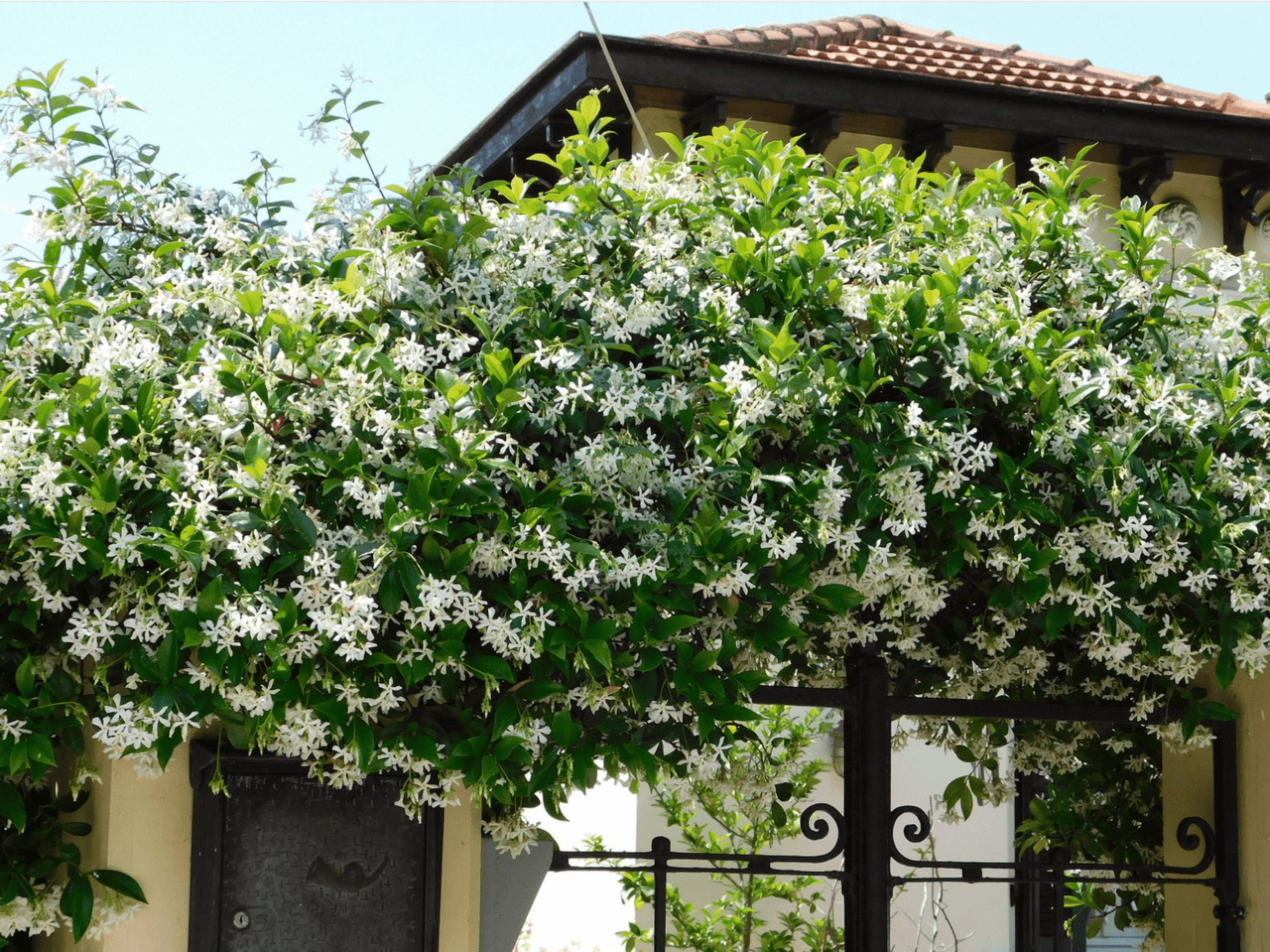 Confederate Star Jasmine Plant Live for Planting, Fragrant White Jasmine Flowering Vine for Indoor Outdoor Growing, 4-6 Inch Tall