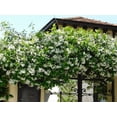 thumbnail image 6 of Confederate Star Jasmine Plant Live for Planting, Fragrant White Jasmine Flowering Vine for Indoor Outdoor Growing, 4-6 Inch Tall, 6 of 9