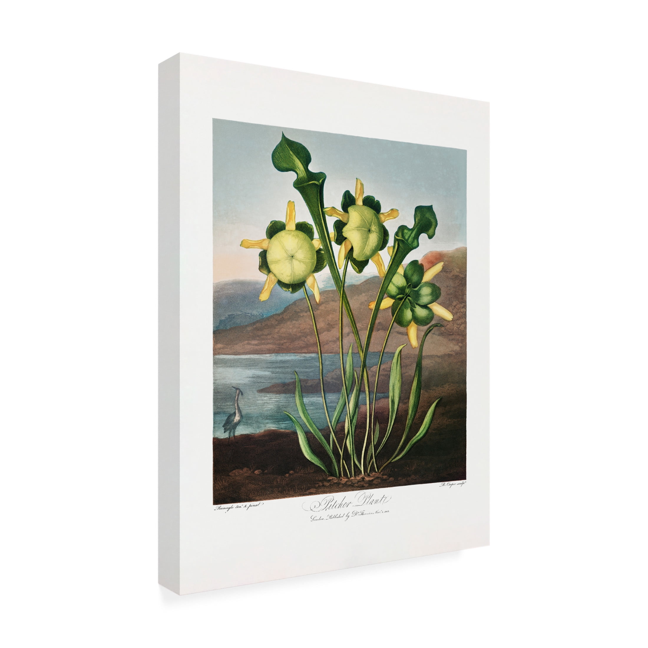 Trademark Fine Art Pictufy  Pitcher Plant from The Temple of Flora 1807 Canvas Wall Art