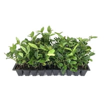 Viburnum Suspensum - 10 Live Plants - Evergreen Privacy Hedge