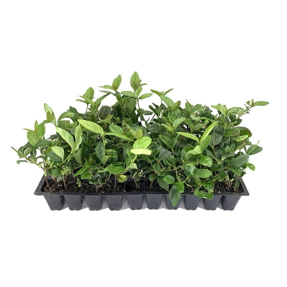 Viburnum Suspensum - 10 Live Plants - Evergreen Privacy Hedge