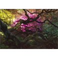 thumbnail image 1 of Labyrinthe d'Un Jardinier : Portraits de Personnes, Plantes et Lieux, 1 of 2