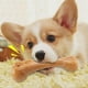 thumbnail image 4 of Juguete masticable para mascotas Chuck It con forma de perro, chirriante, para perros, 1 unidad, 4 of 4