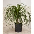 thumbnail image 4 of Ponytail Palm, Medium Indirect Sunlight, Indoor Live House Plants, Grow Pot, 4 of 8