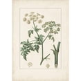 thumbnail image 3 of Turpin 11x14 Black Modern Framed Museum Art Print Titled - Antique Turpin Botanical IX, 3 of 5