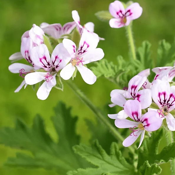 Lemon Scented Geranium Live Plant, 4–6 Inch Tall, Fragrant Pelargonium Lemonii, Aromatic Foliage for Indoor Outdoor Containers