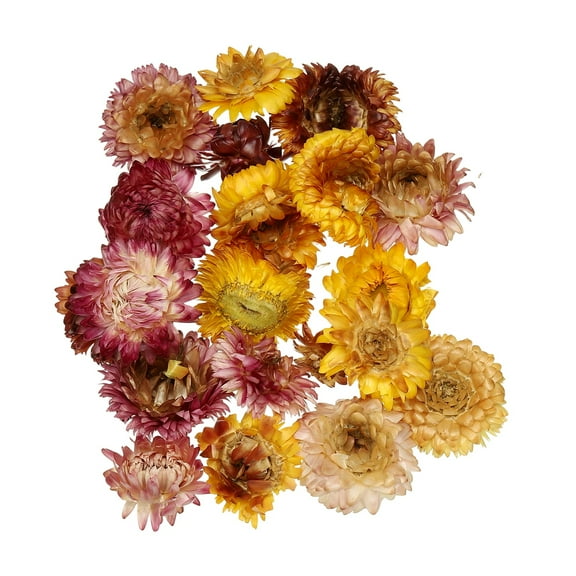 Natural Dried Flower Set, Dried Pressed Flowers (Chrysanthemum)