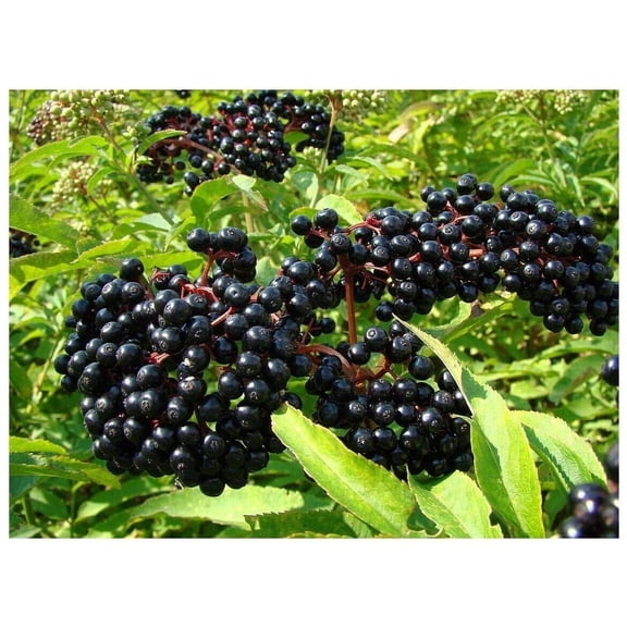 (7) Adams Elderberry Unrooted Cuttings, American Native Black Fruit Bearing Perennial, Fresh Cuttings