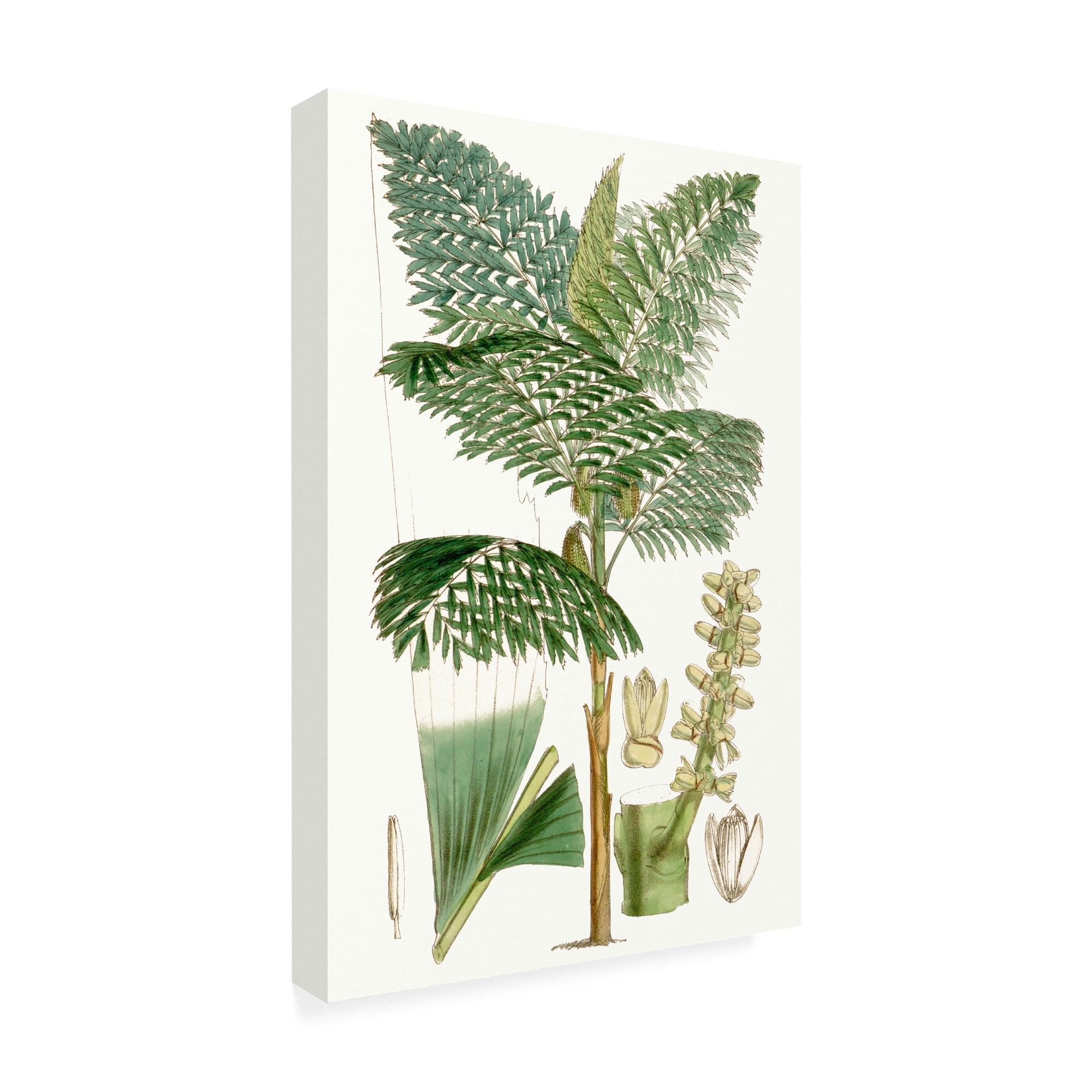 Trademark Fine Art 'Curtis Palms II' Canvas Art by Curtis