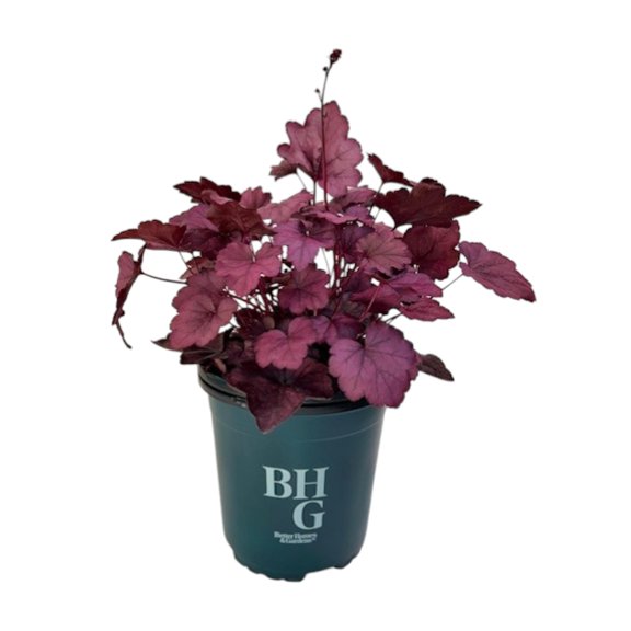 Better Homes and Gardens Outdoor Live Plant Heuchera Coral Bells Pink Panther 2.5QT, Shade