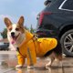 thumbnail image 4 of Mantente seco y con estilo: el compañero de lluvia impermeable de tu perro, 4 of 5