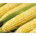 thumbnail image 4 of 60 BILICIOUS BICOLOR CORN Sweet Yellow & White Zea Mays Vegetable Seeds, 4 of 6