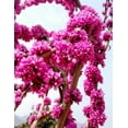 thumbnail image 3 of 50 Chinese Redbud Tree Seeds Shrub Cercis 0r Bonsai Pink Purple Flower 2024, 3 of 12