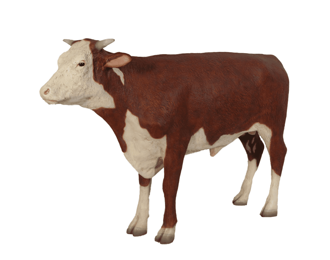 Hereford Steer Cow Life Size Statue