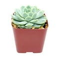 thumbnail image 4 of Echeveria Elegans (4"+ Plastic Pot) - Mexican Snowballs - Tiny, Lovely, Easy to Care Rosette Succulents - Live Succulents for Indoor Places, 4 of 8