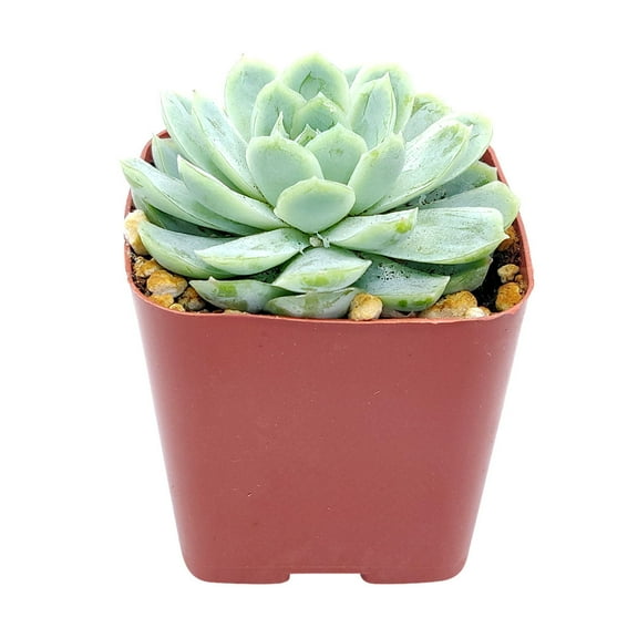 Echeveria Elegans (2"  Plastic Pot) - Mexican Snowballs - Tiny, Lovely, Easy to Care Rosette Succulents - Live Succulents for Indoor Places