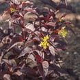 thumbnail image 1 of 2G Diervilla, 1 of 1