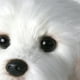 thumbnail image 4 of Muñecos de peluche de perro maltés, juguete de peluche, lindas mascotas de simulación, regalos de cumpleaños para bebés, Navidad, niños, cachorros Malzis, envío directo, 4 of 4