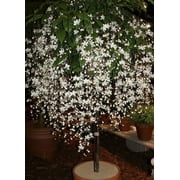 Clerodendrum Wallichii**Bridal Veil**Starter Plant**Rare**Stunning White Blooms!