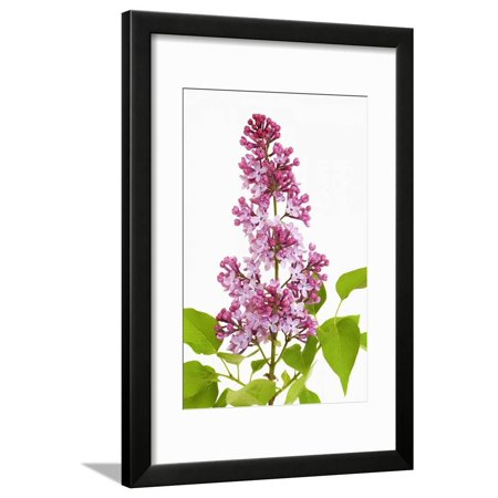 Common Lilac Framed Print Wall Art By Frank Krahmer