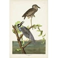 thumbnail image 2 of Audubon, John James 17x24 White Modern Wood Framed Museum Art Print Titled - Pl 336 Yellow-crowned Heron, 2 of 4