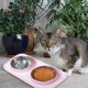 thumbnail image 5 of Comederos para perros Comedero para perros de acero inoxidable con base antideslizante para evitar derrames Comederos para mascotas para cachorros Perros pequeños y medianos Gatos y, 5 of 8