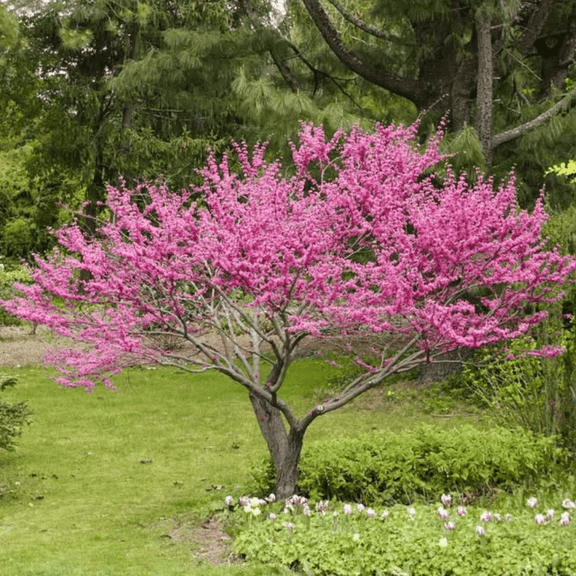 Live Redbud Plant, Eastern Redbud, 8 - 10 Inches Tall, Redbud Live Plant for Outdoor Planting, Dormant