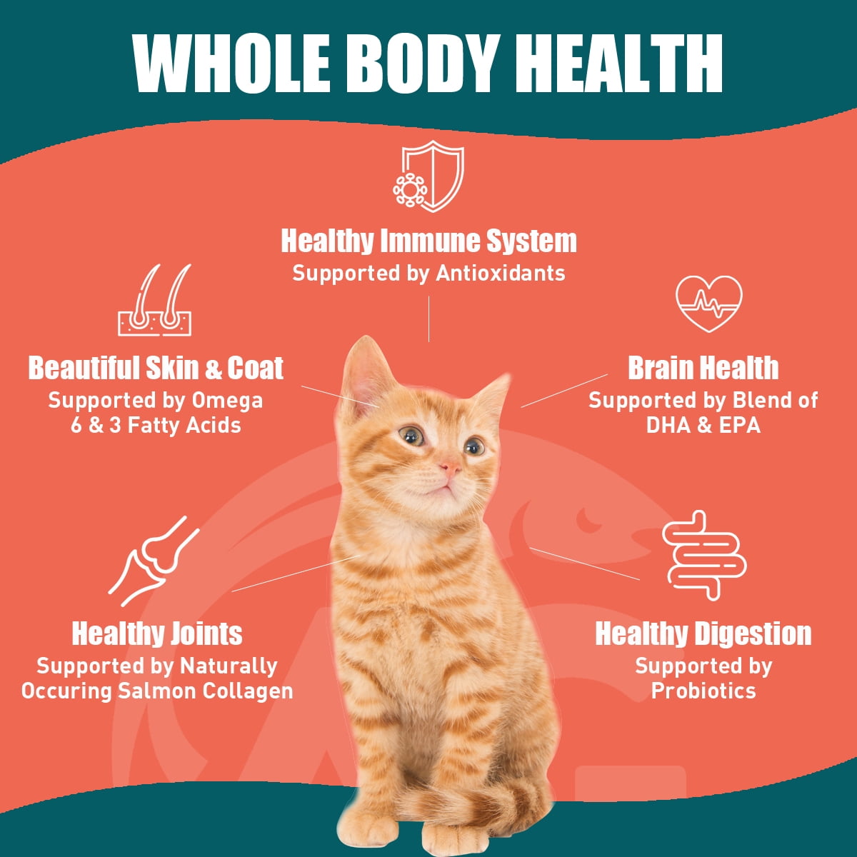 SUPER3+ (Salmon+Freeze Dried Raw Salmon+Salmon Oil) Dry Cat Food | Kitten & Adult | High-Protein | Grain-Free | Allergy & Digestive Support| All-Natural | 10-lbs