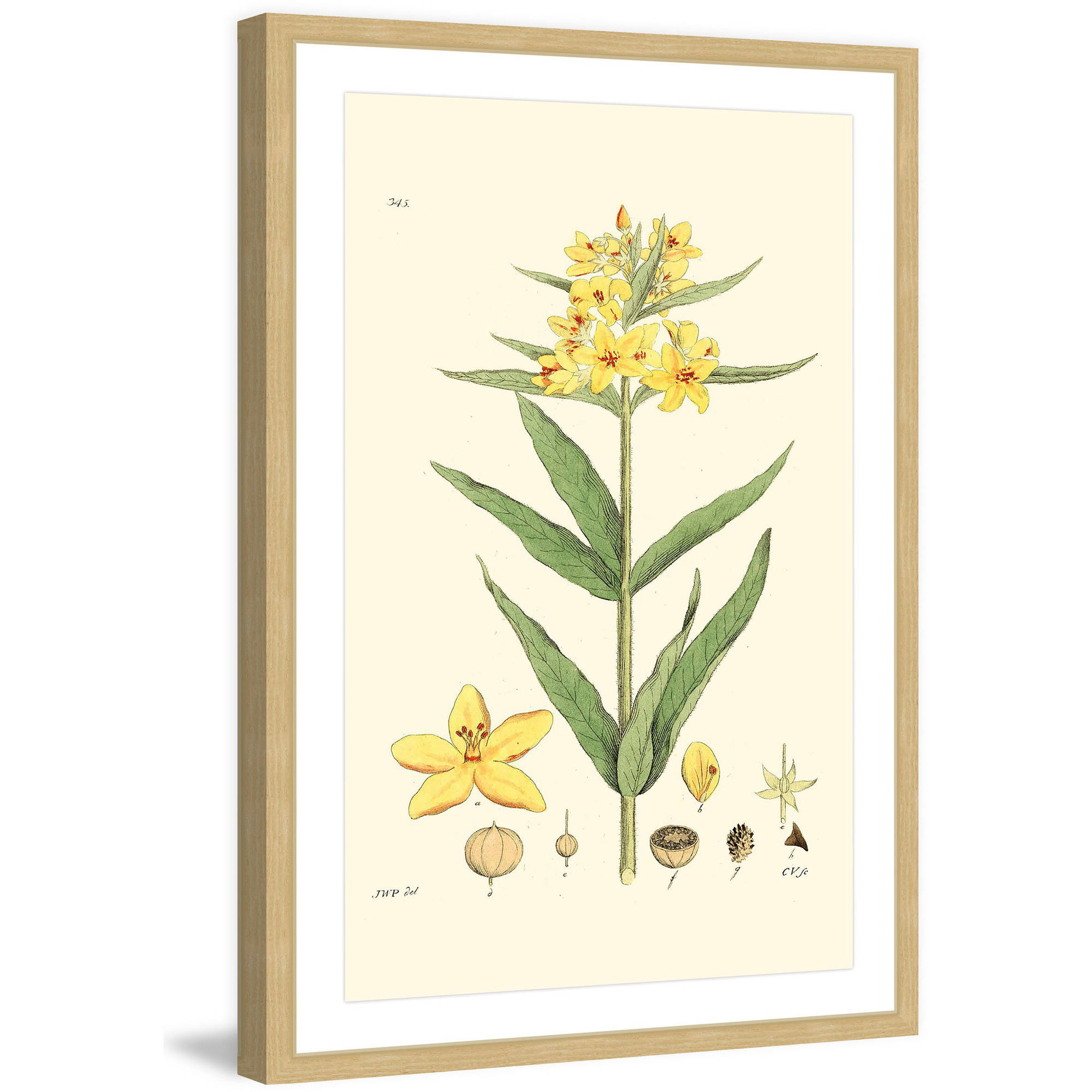 "Antique Floral VIII" Framed Painting Print