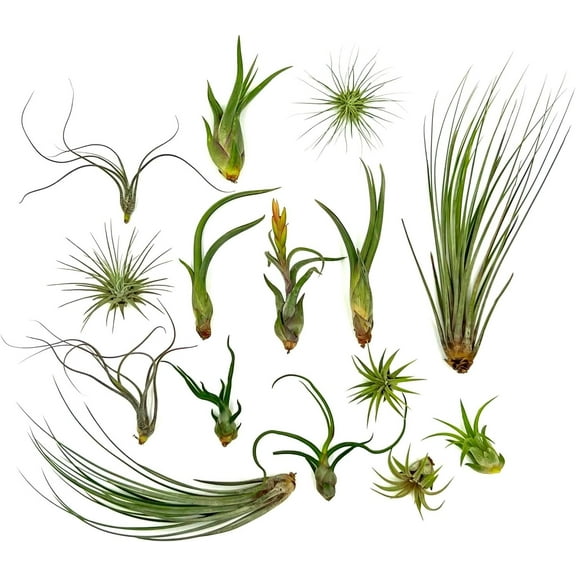 ragnaroc 1-3" Mixed Tillandsia Live Air Plants in Recyclable Tube (15 Count)