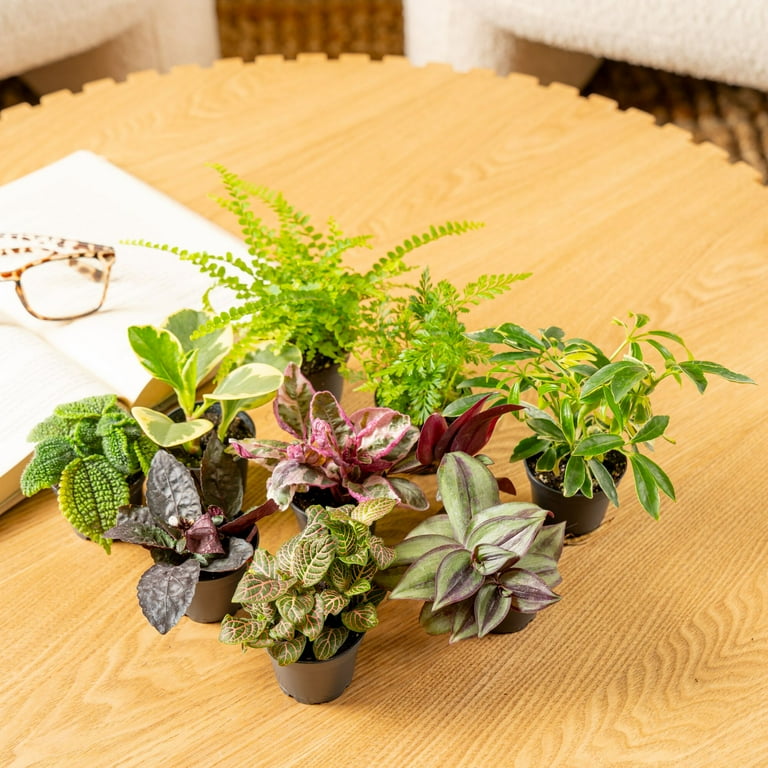 hanging plant stand with base Marley Luxe 5 Tier Plant Stand main image 1
