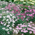 thumbnail image 4 of Outsidepride Dianthus Plumarius Sweetness Ground Cover Seeds, 4 of 4