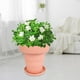 thumbnail image 3 of Macetas suculentas Zulema s de jardín al aire libre Tpr ajuste de de agua para decoración de balcón Rosa, 3 of 7