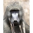 thumbnail image 3 of Underdahl, Dana 12x14 Black Modern Framed Museum Art Print Titled - Baboon Portrait I, 3 of 5