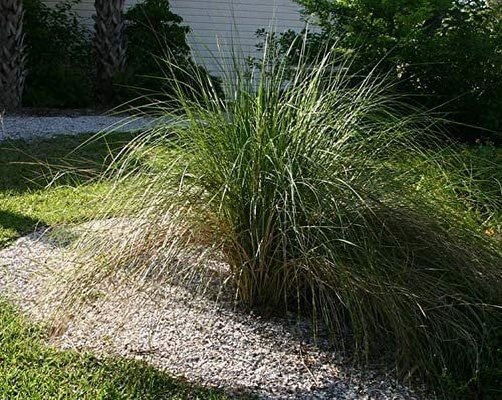 Sand Cord Grass  40 Live Plants  Spartina Bakeri  Drought Tolerant Low Maintenance Marsh Grass