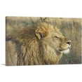 thumbnail image 1 of ARTCANVAS Lion In Savanah Home decor Canvas Art Print - Size: 18" x 12" (0.75" Deep), 1 of 9