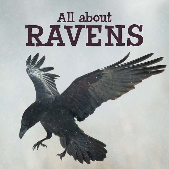 Nunavummi Reading All about Ravens: English Edition, (Paperback)