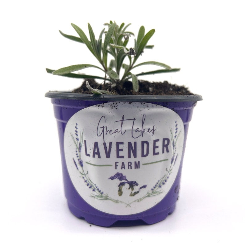 Silver Mist Lavender Plugs & Plants Lavandula angustifolia