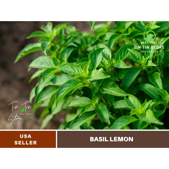 110 SEEDS~ Basil lemon seeds, Thai Basil Seeds - Authentic Seeds ~ Seeds~Flower seeds~ vegetable seeds~ Asian Garden~ flowers~ herbsB5G1