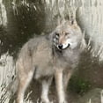 thumbnail image 2 of Allen, Kimberly 20x20 White Modern Wood Framed Museum Art Print Titled - Wildlife 3, 2 of 4