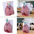 thumbnail image 6 of Human Cardiopulmonary Anatomy Model, Pulmonary Heart Model For Teaching, 6 of 10