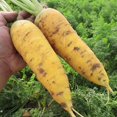 thumbnail image 1 of GSDWIUEW Solar Yellow Carrot Seeds, Heirloom Vegetable, 250 Seeds, 1 of 4