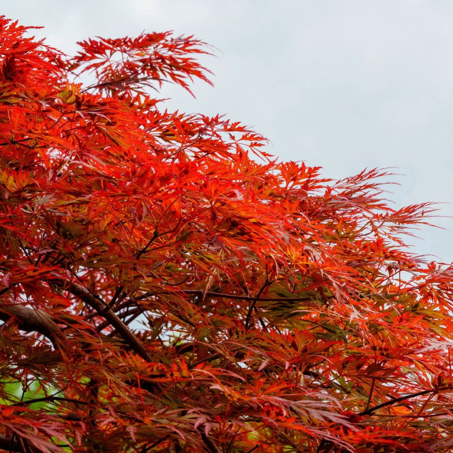Expert Gardener 3-4' Maple Japanese Orangeola Live Tree in 1 gal. Grower Pot