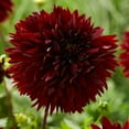 thumbnail image 1 of Flower Bulbs - Dahlia Fimbriata Black Touch (3 Bulbs), 1 of 1