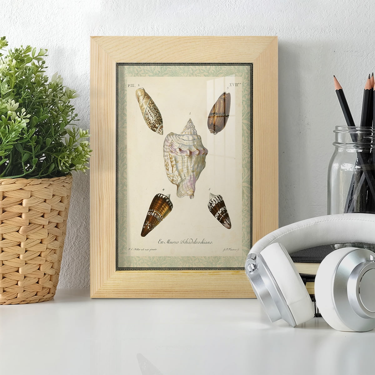 Bookplate Shells IV - Framed Print w/glass - Natural Wood