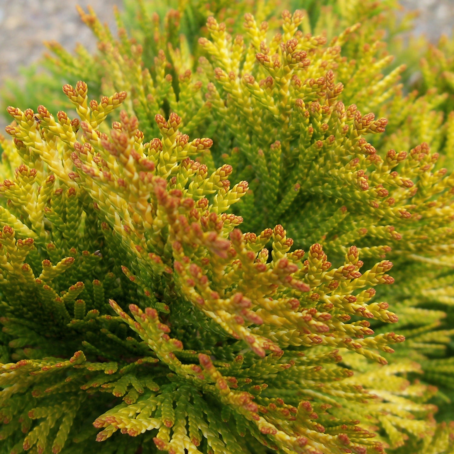 2.5 qt. Highlights Arborvitae (Thuja) Live Conifer Evergreen Tree, Yellow and Green Foliage