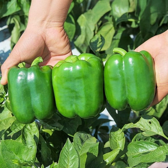 HJADGG 300+ Graines de Poivron Géantes - Biologiques, Graines Non OGM pour la Plantation Cultivez le Pac Chi Blanc et les Poivrons dans Votre Jardin