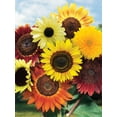 thumbnail image 3 of Burpee Fun 'N Sun Blend Annual Sunflower, 1-Pack, Full Sun, 3 of 3
