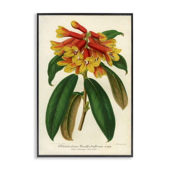 Stupell Industries Victorian Orange Yellow Rhododendron Black Framed Giclee Art, 12 x 18, by Print Collection