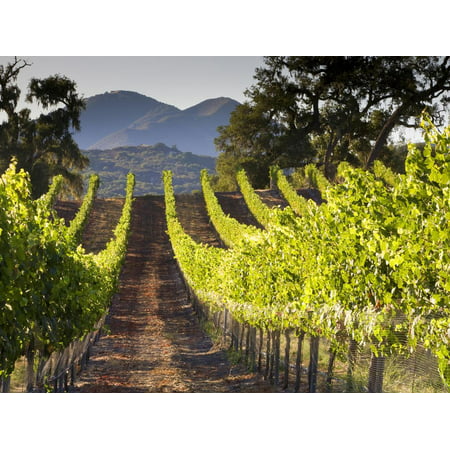 Arroye Grande, California: a Central Coast Winery Print Wall Art By Ian (Best Central Coast Wineries)